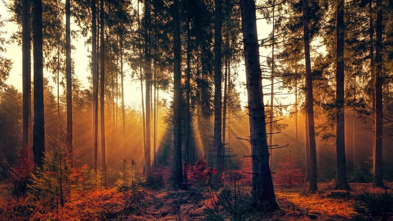 Mystical Forest