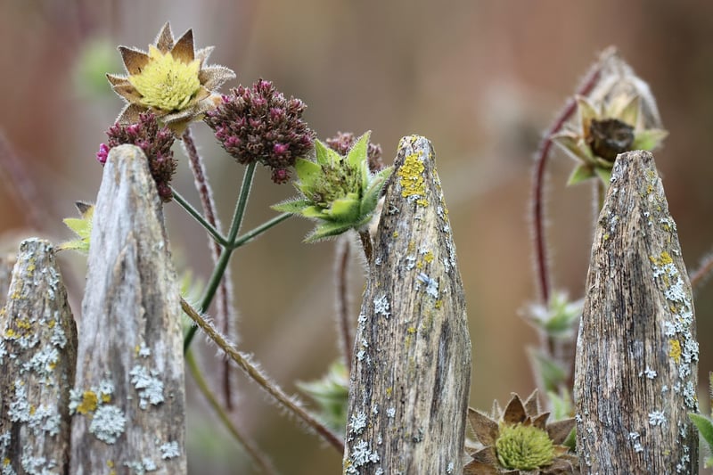 Outdoor Plants